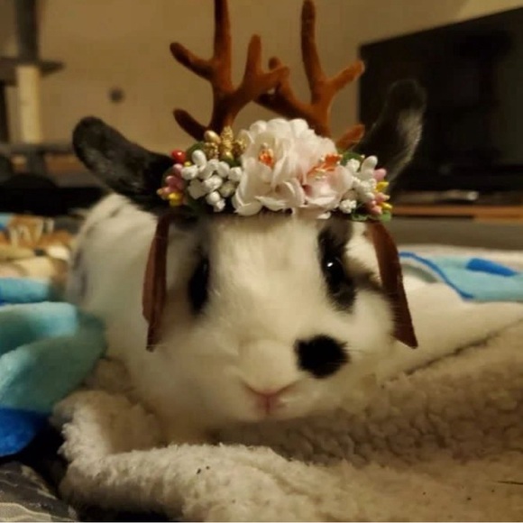 Meet your Posher, Dyanne - Picture 1 of 16